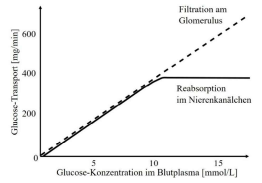 Diagramm: Glukose-Transport vs Blutplasma-Konzentration; Filtration linear, Reabsorption steigt bis Plateau (Transportmaximum)